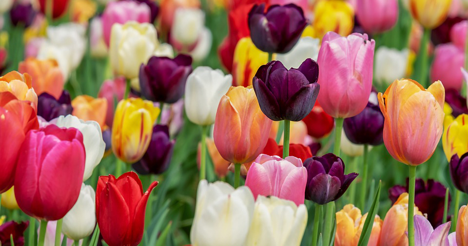 Why You Need to Go to the Albany Tulip Festival Goldstein Chrysler